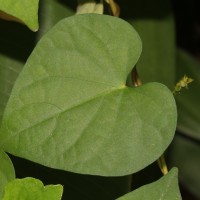 Ipomoea triloba L.